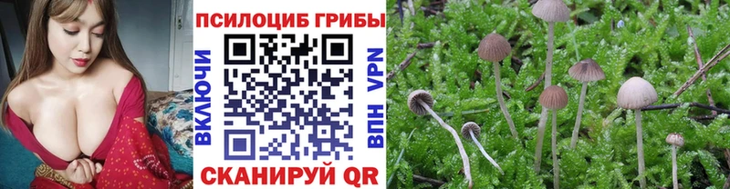 нарко площадка Telegram  цены   Никольск  Псилоцибиновые грибы Cubensis 